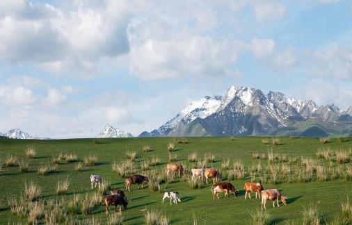 Xinjiang grasslands