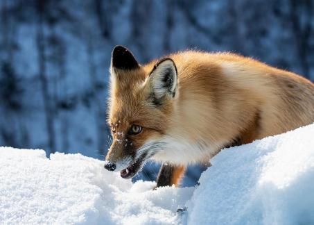 Spotting prey
