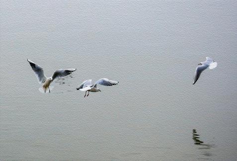 Free seagull