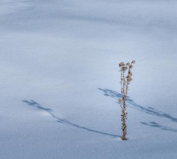 Lonely dry grass