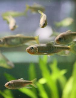 zacco platypus 11