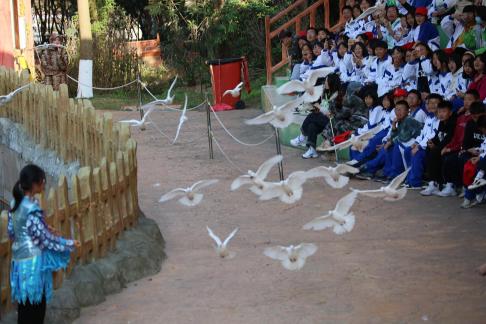 Feed the Peace Dove 1