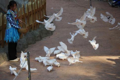 Feed the Peace Dove 3