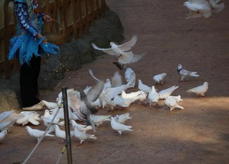 Feed the Peace Dove 4