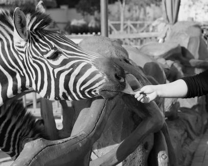 Hey zebra 1