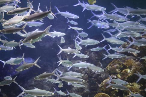 tropical fish 2
