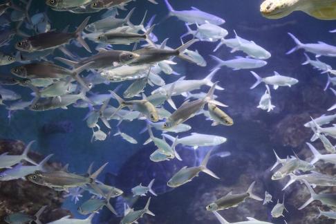 tropical fish 3