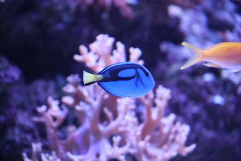 Blue pond fish 1