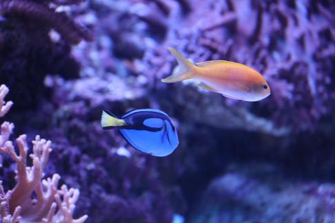 Blue pond fish 2