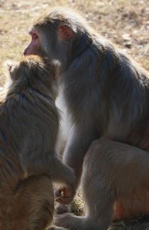 Monkey Brother 5