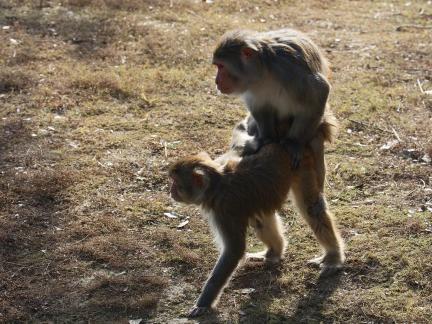Monkey Brother 8