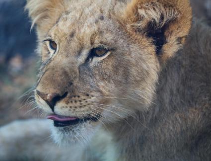 lion 5