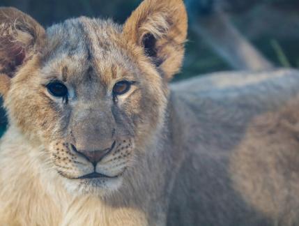 lion 6