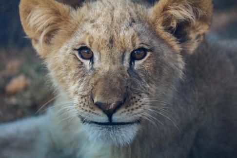 lion 8