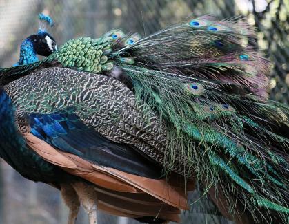 peacock 1