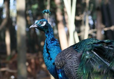 peacock 4