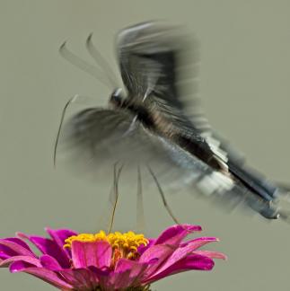 flower season 2
