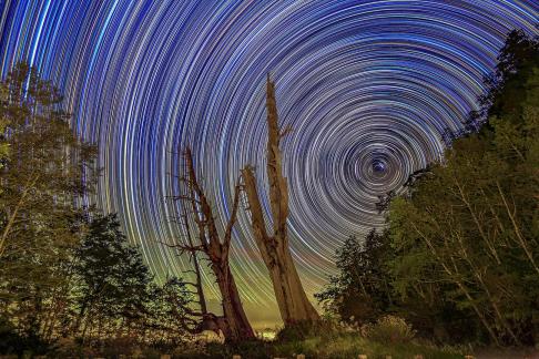 HW Tree Star Trails