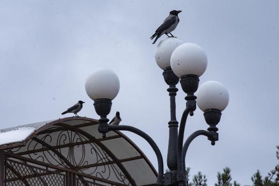Lantern and pigeons