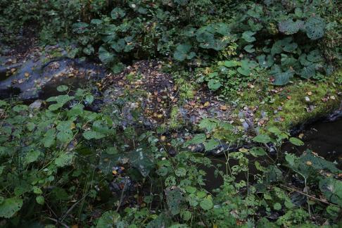 Deep forest spring water 5