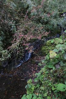 Deep forest spring water 6