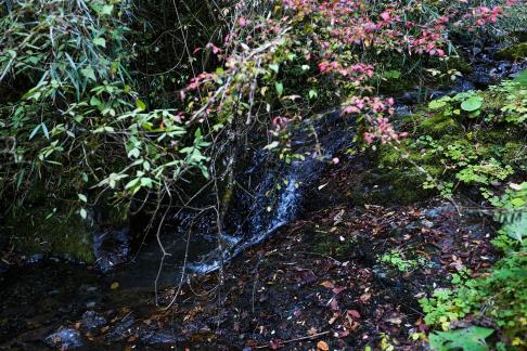 Deep forest spring water 7