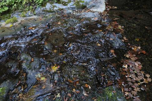 Deep forest spring water 8