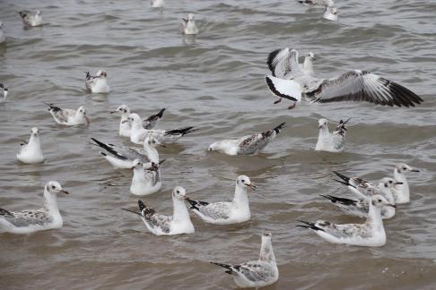 White Feather Sweeping Waves 13