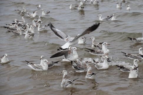 White Feather Sweeping Waves 14