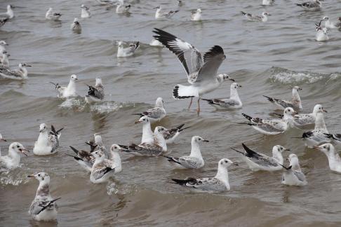 White Feather Sweeping Waves 15