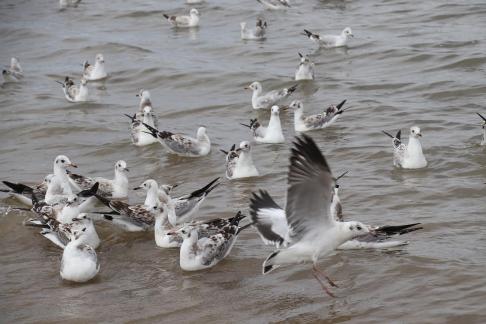 White Feather Sweeping Waves 16