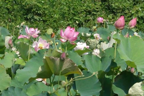 In the lotus pond 5