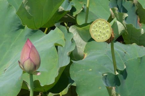 In the lotus pond 7