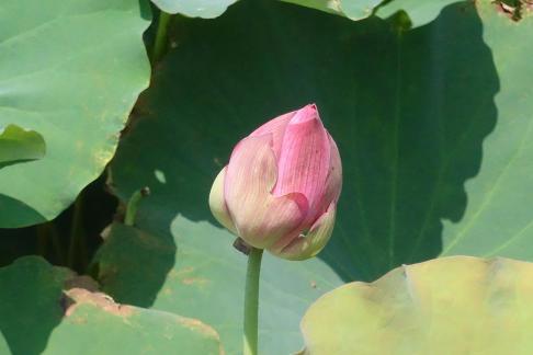 In the lotus pond 8