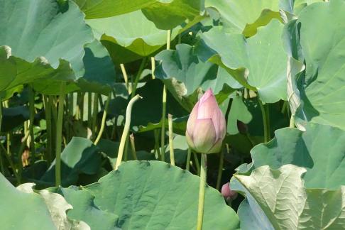 Lotus flowers in Yangchi 1