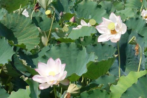 Lotus flowers in Yangchi 3