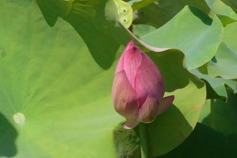 Lotus flowers in Yangchi 4