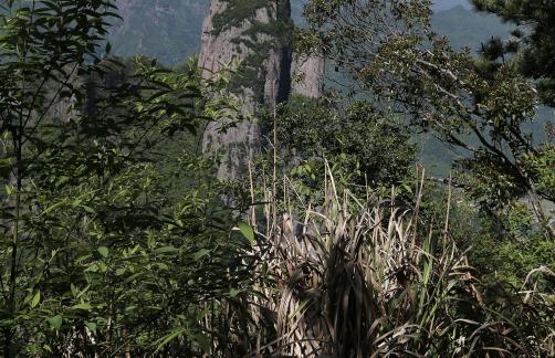 Green environment 13