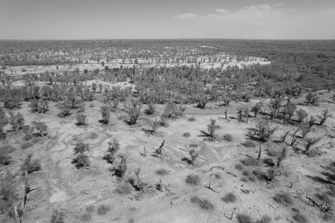 Desert becomes forest 9