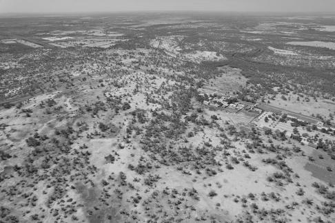 Desert becomes forest 11