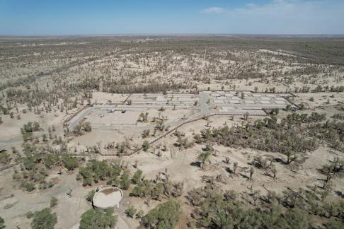 Desert becomes forest 6