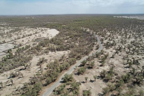 Desert becomes forest 7