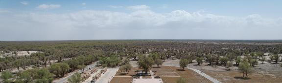 Desert becomes forest 1