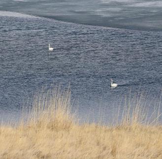 Middle reaches of Swan Lake 5