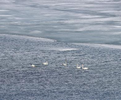 Middle reaches of Swan Lake 6