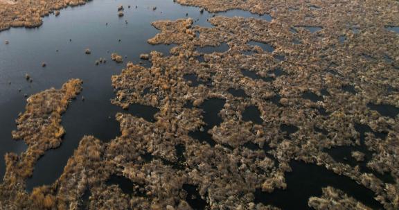 The vast expanse of reed marshes 13
