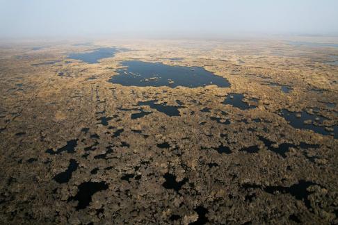 The vast expanse of reed marshes 14