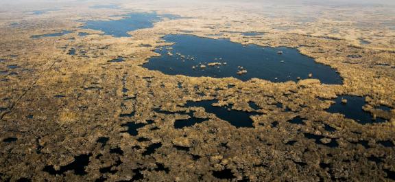 The vast expanse of reed marshes 15