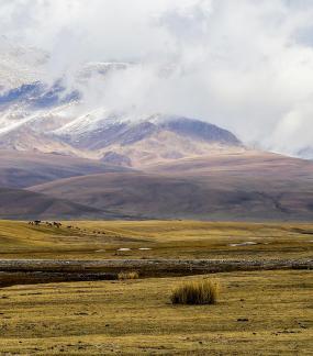 High mountain pasture 31