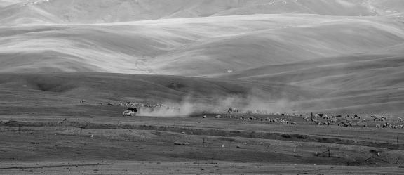 High mountain pasture 25